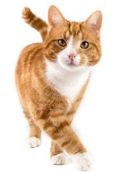 Spezialreiniger Katzenurin - Bild Katze