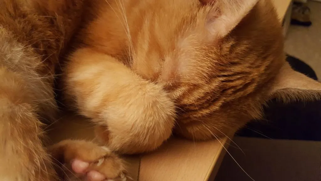 Kater hat sich eingerollt beim Schlafen