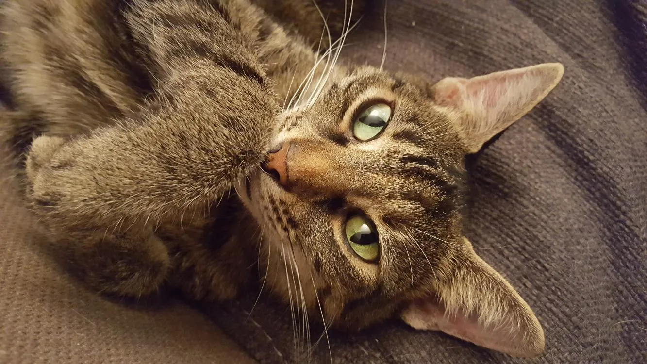 Katze auf dem Rücken