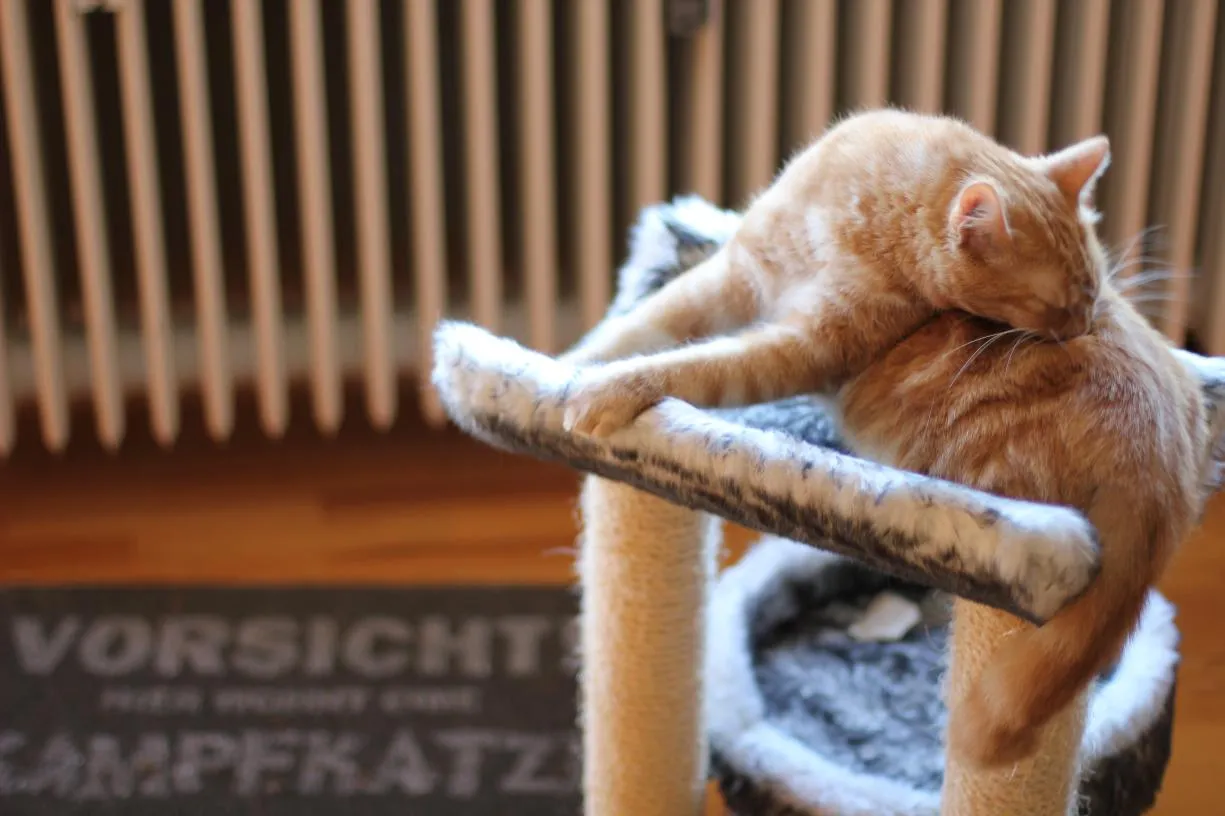 Kater sitzt neben Matte auf der "Kampfkatze" steht