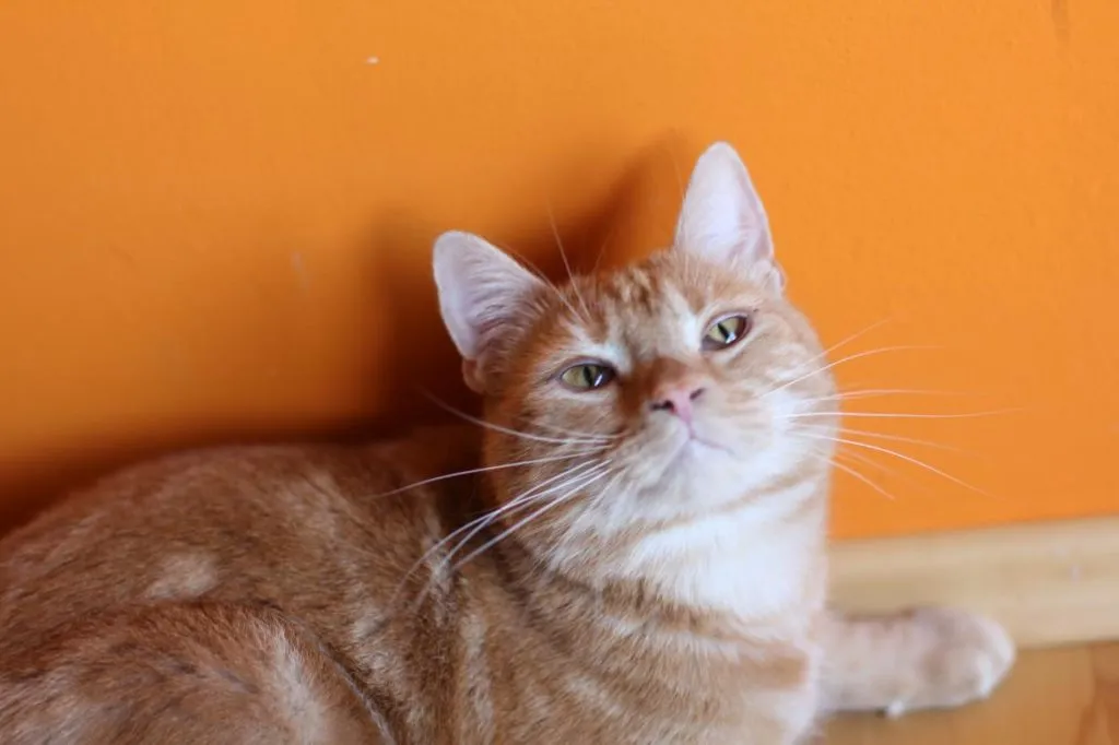 Kater guckt neugierig