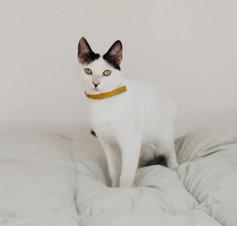 Katze auf Polsterdecke