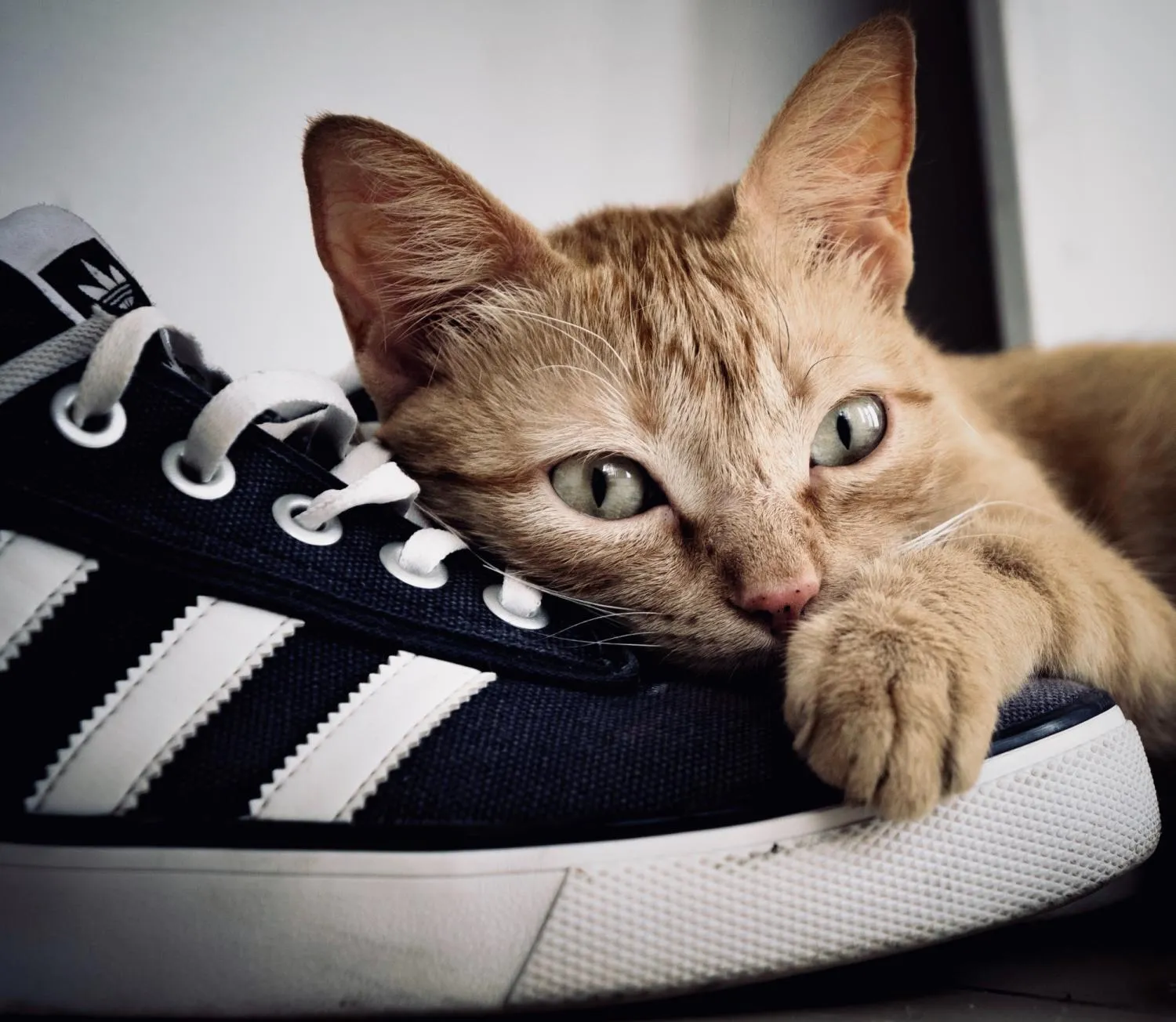 Katze liegt auf einem Schuh