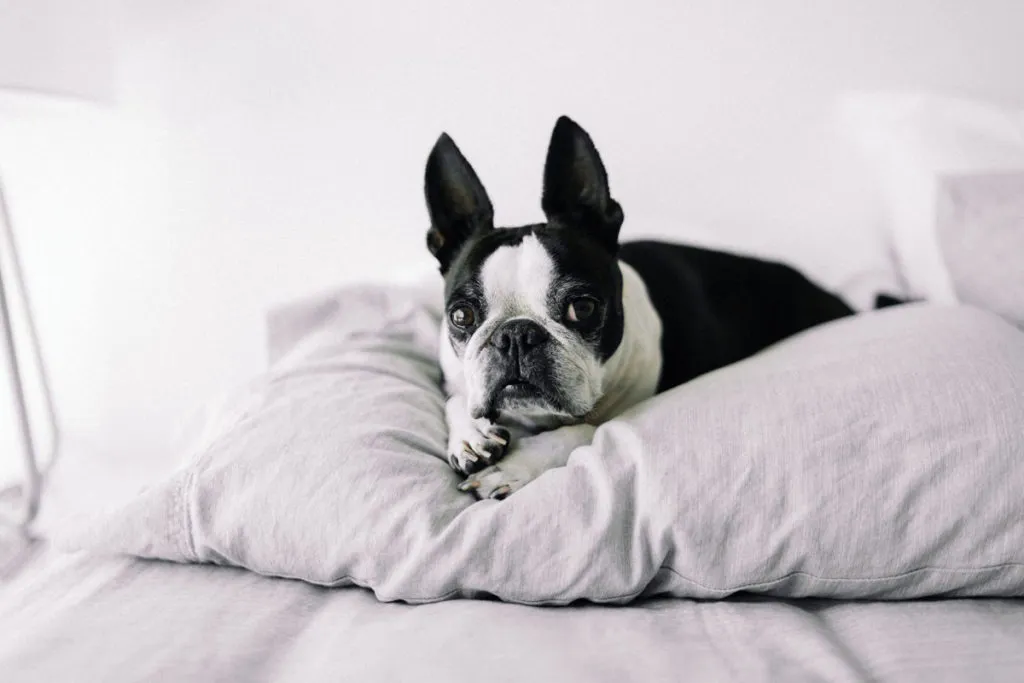 Hund liegt auf Kissen