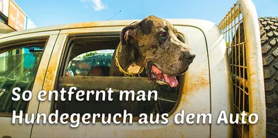 Hundegeruch aus dem Auto entfernen: 5 einfache Tipps