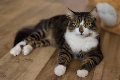 Katzenurin aus Laminat und PVC Böden entfernen – So geht es richtig