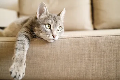 Katzenurin aus Sofa, Couch und Polster effektiv entfernen