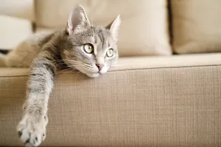 Eliminar eficazmente la orina de gato del sofá y la tapicería