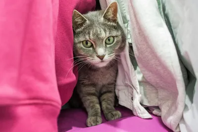 Wie entferne ich Katzenurin aus Kleidung und Textilien?