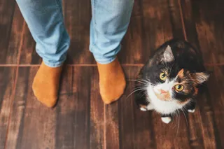 Cosa Aiuta Davvero Contro gli Odori di Urina di Gatto?