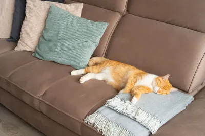 Wie man Katzenurin von Kissen und Decken entfernt: Eine umfassende Anleitung