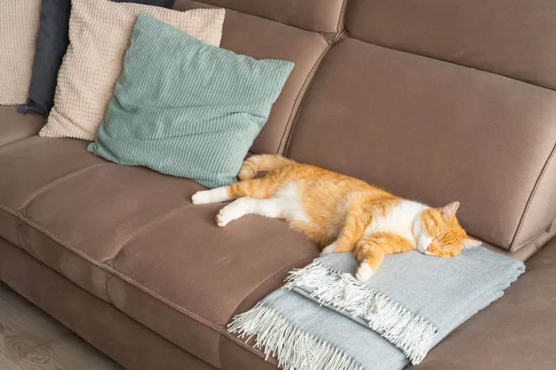 Wie man Katzenurin von Kissen und Decken entfernt: Eine umfassende Anleitung