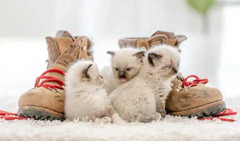 Katzenurin aus Schuhen und Stiefeln entfernen – So geht's richtig