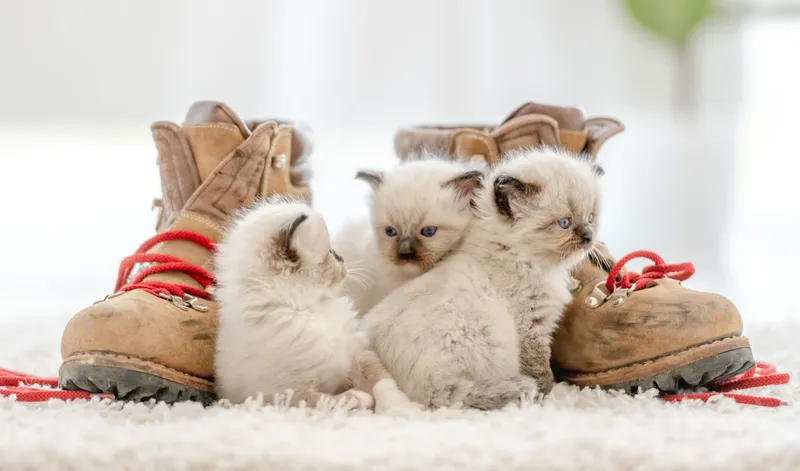 Katzenurin aus Schuhen und Stiefeln entfernen – So geht's richtig