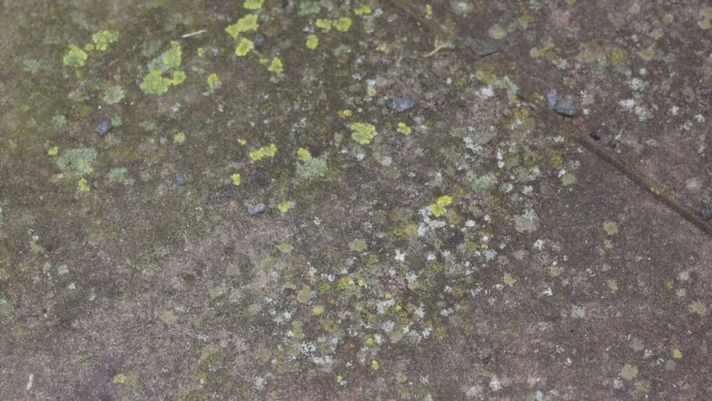 Pflasterstein mit starkem Flechtenbefall