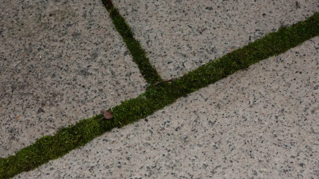 Pflastersteinfugen mit Moosbefall