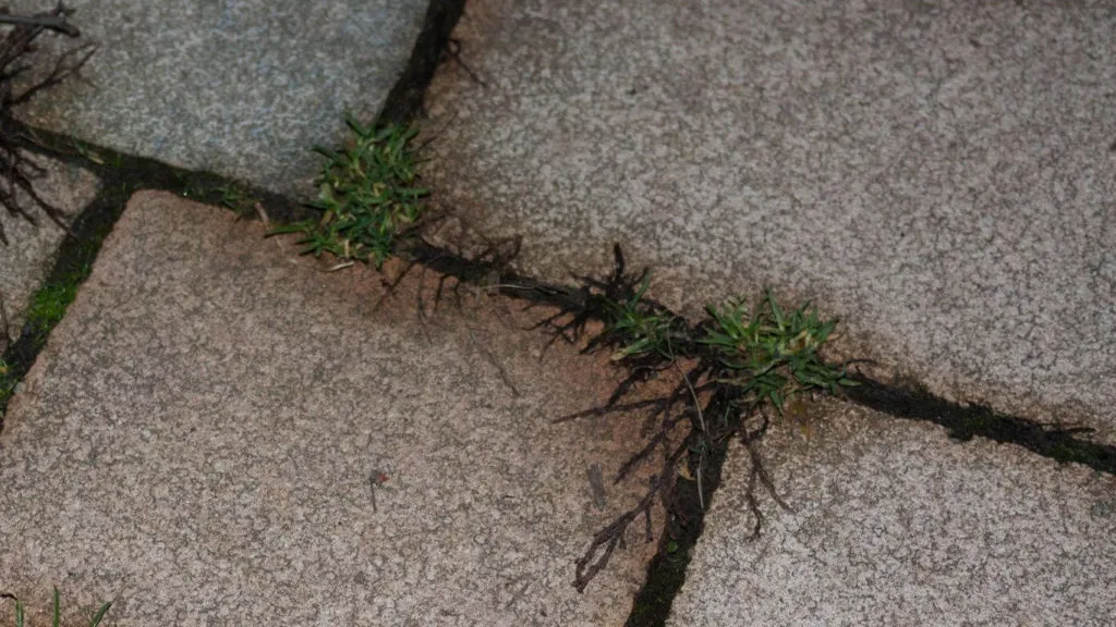 Pflastersteinfugen mit starkem Unkrautbefall