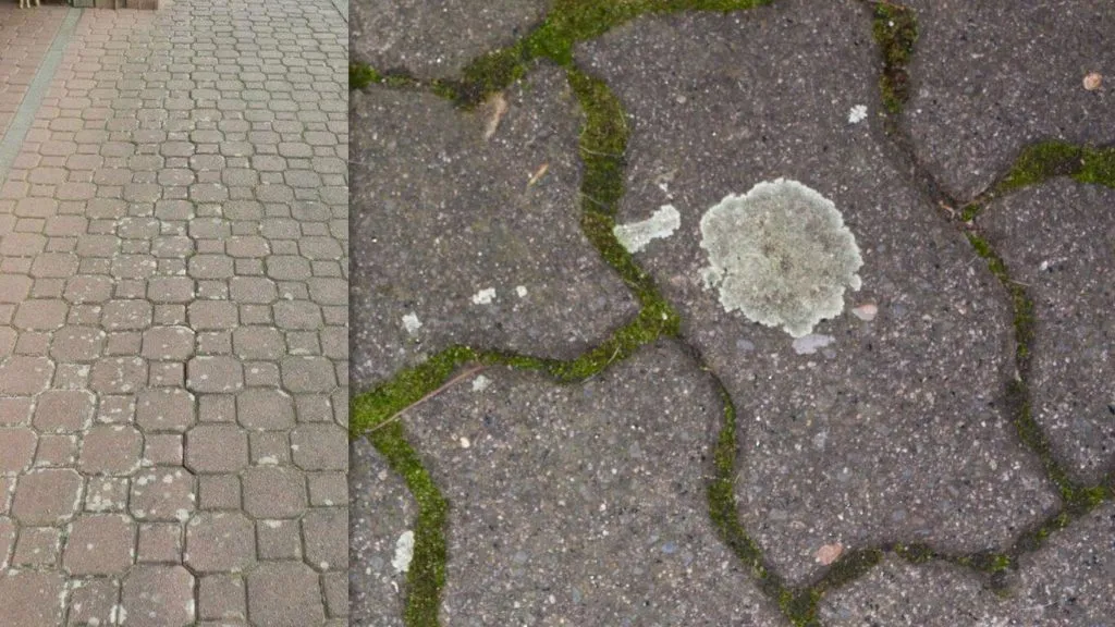 Pflasterstein mit Flechtenbefall