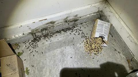 Tiergeruch nach Schädlingsbefall entfernen — Ratten, Mäuse & andere Nager