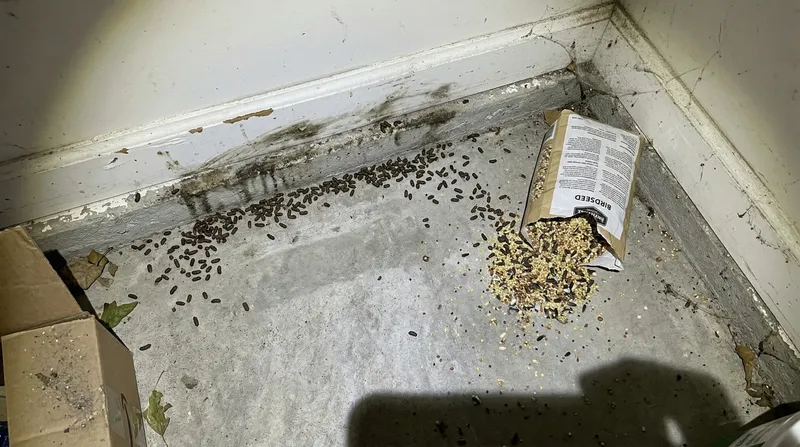 Tiergeruch nach Schädlingsbefall entfernen — Ratten, Mäuse & andere Nager