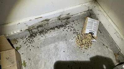 Tiergeruch nach Schädlingsbefall entfernen — Ratten, Mäuse & andere Nager