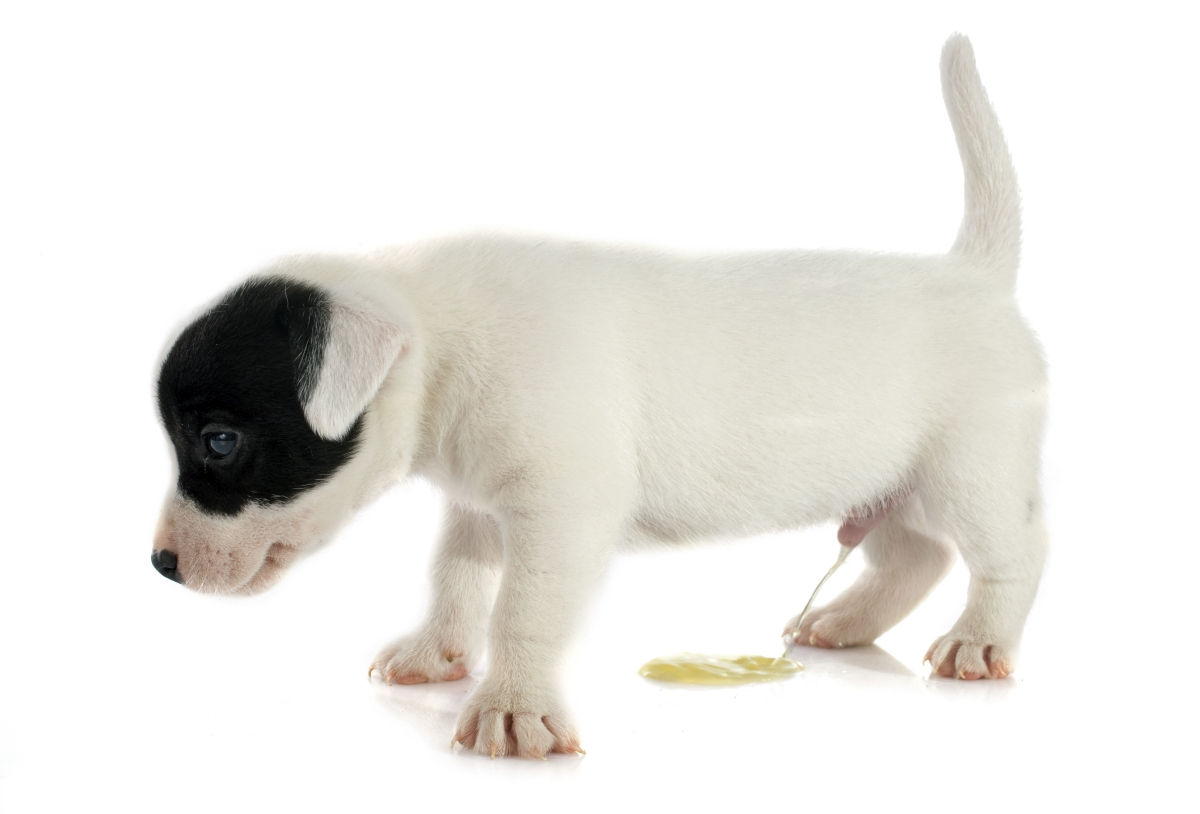 netto hundefutter nass Kids Bio-Hundefutter Nass: Huhn mit Karotte und Lachsl fr Welpen